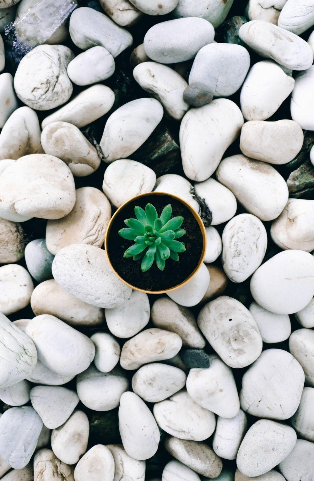 1000x1532 Pebble Picture. Download Free Image