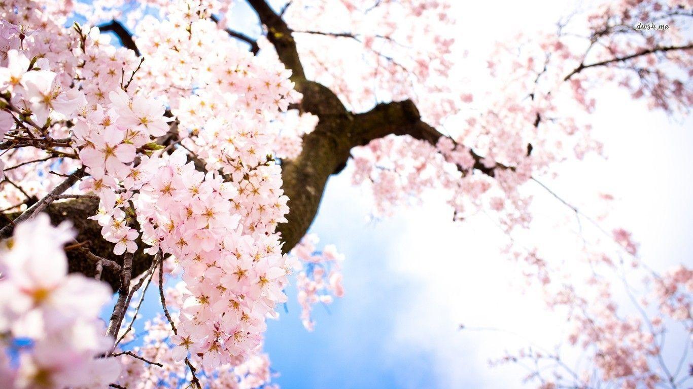 1366x768 sakura blossom background.