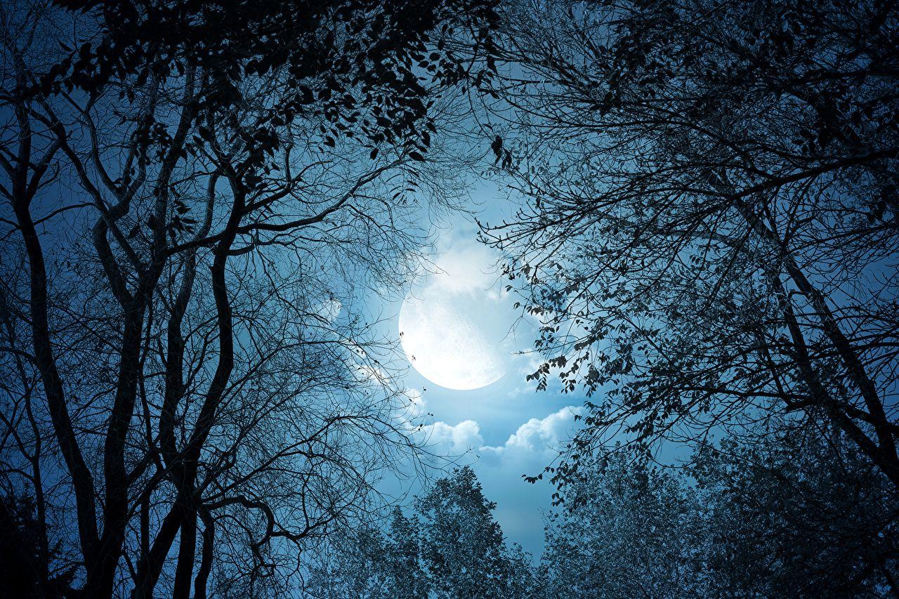 1280x853 Desktop Wallpaper Nature Sky Moon Night Branches