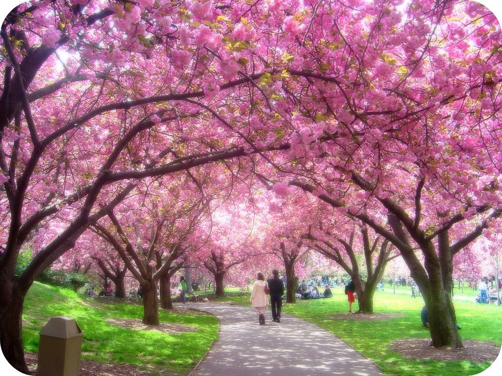 1024x768 Cherry Blossom Tree Background