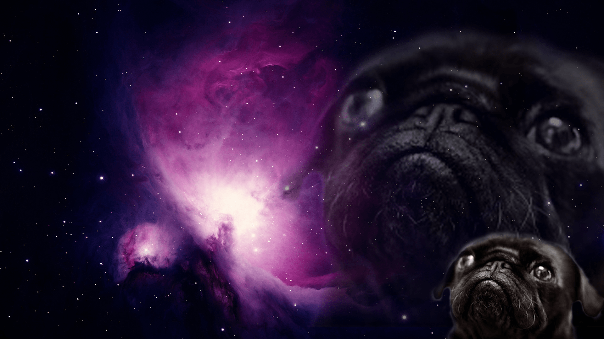 Dog Space Wallpapers - Top Free Dog Space Backgrounds - WallpaperAccess