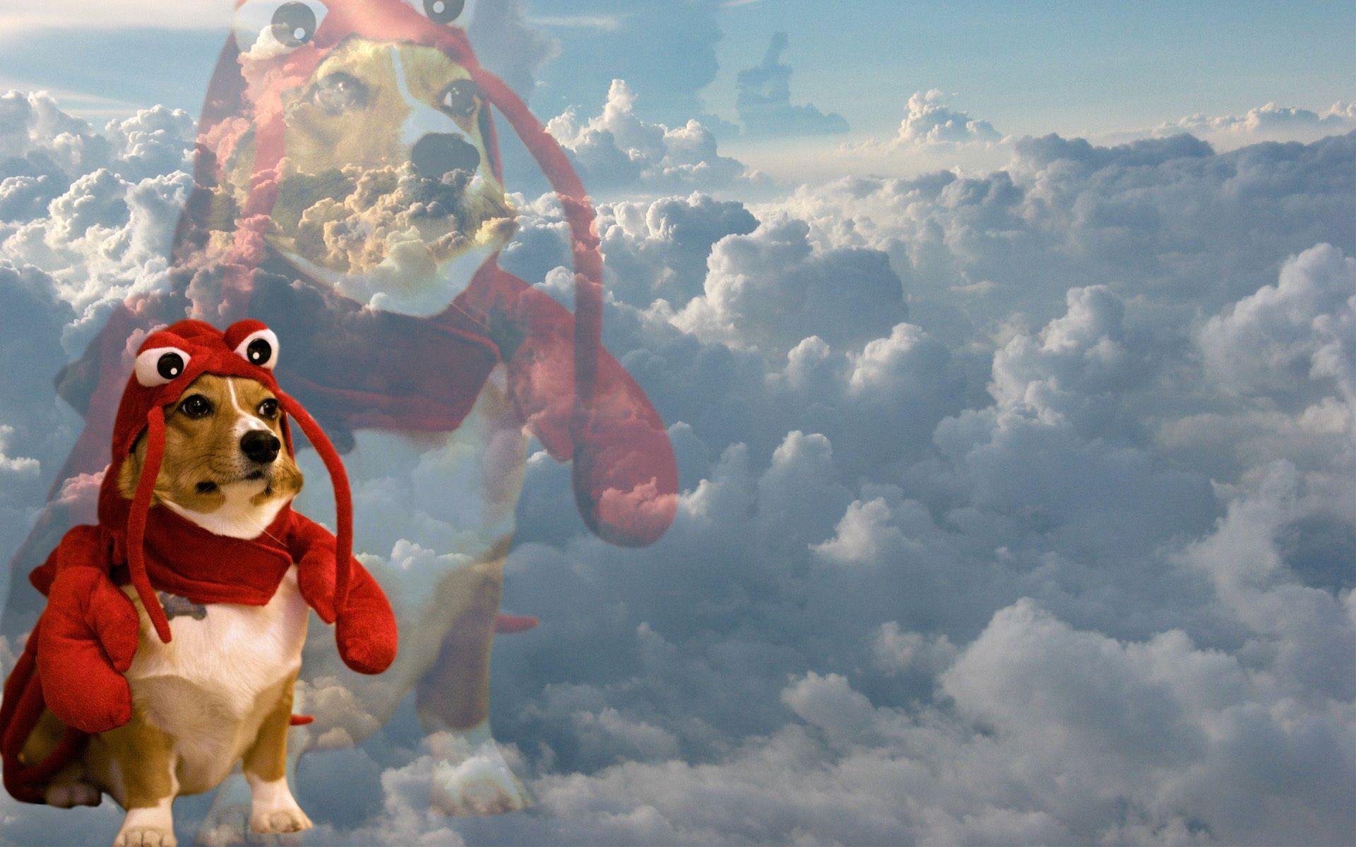1920x1200 lobster dog in the « MyConfinedSpace
