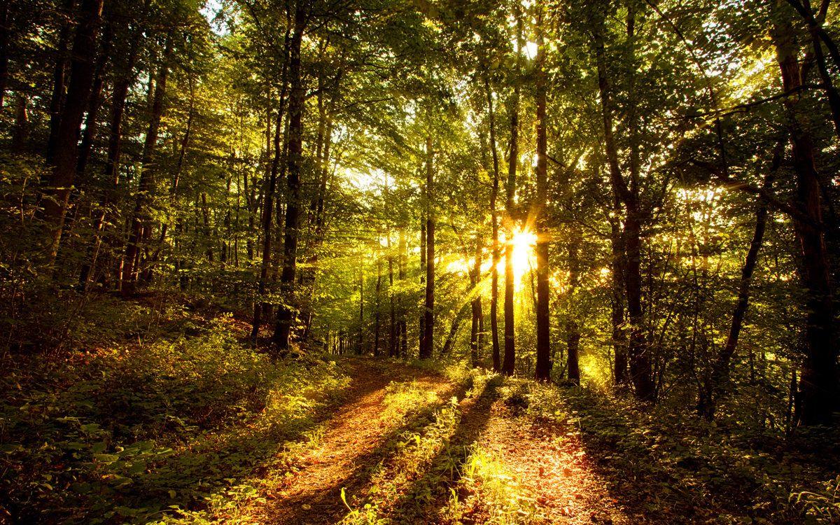 1200x750 Forest Wallpaper