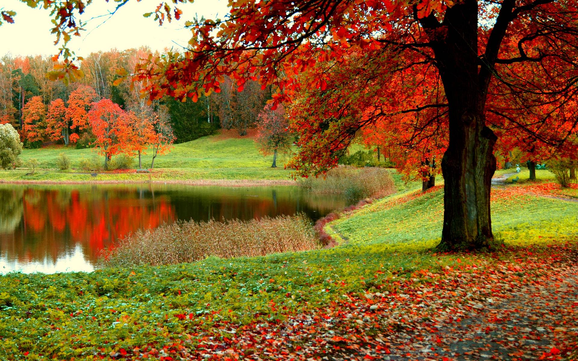 1920x1200 Autumn Forest Desktop Wallpaper