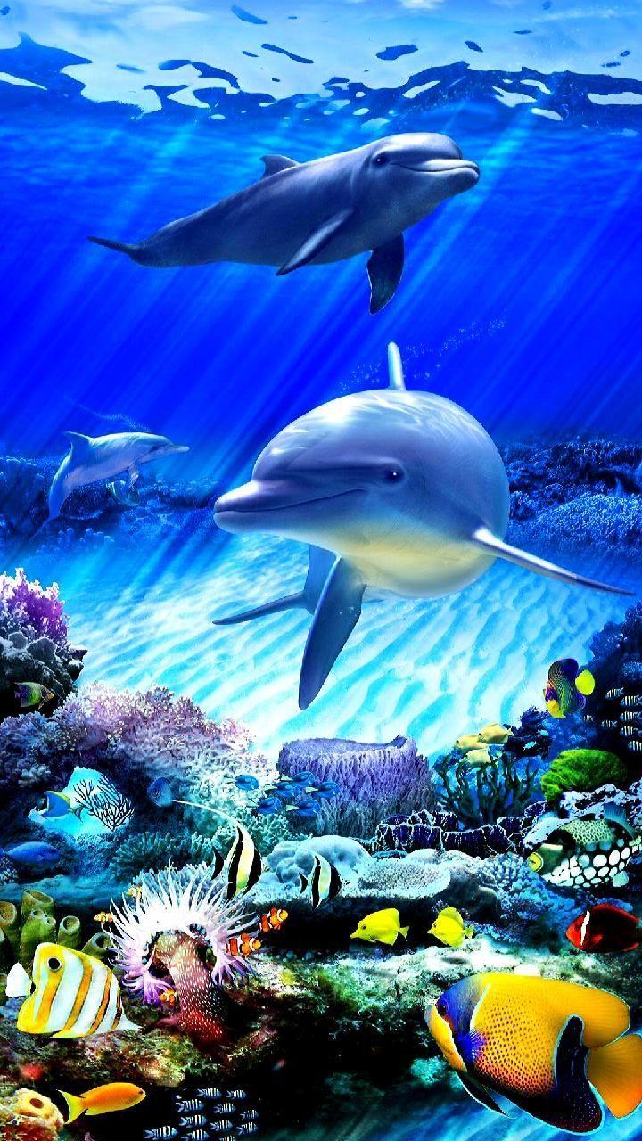 720x1280 Download Fishes Wallpaper