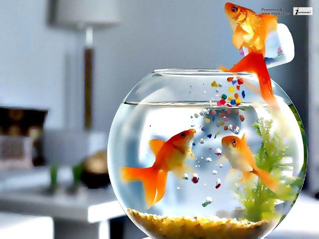 1024x768 Aquarium fishes wallpaper. Aquarium fishes wallpaper