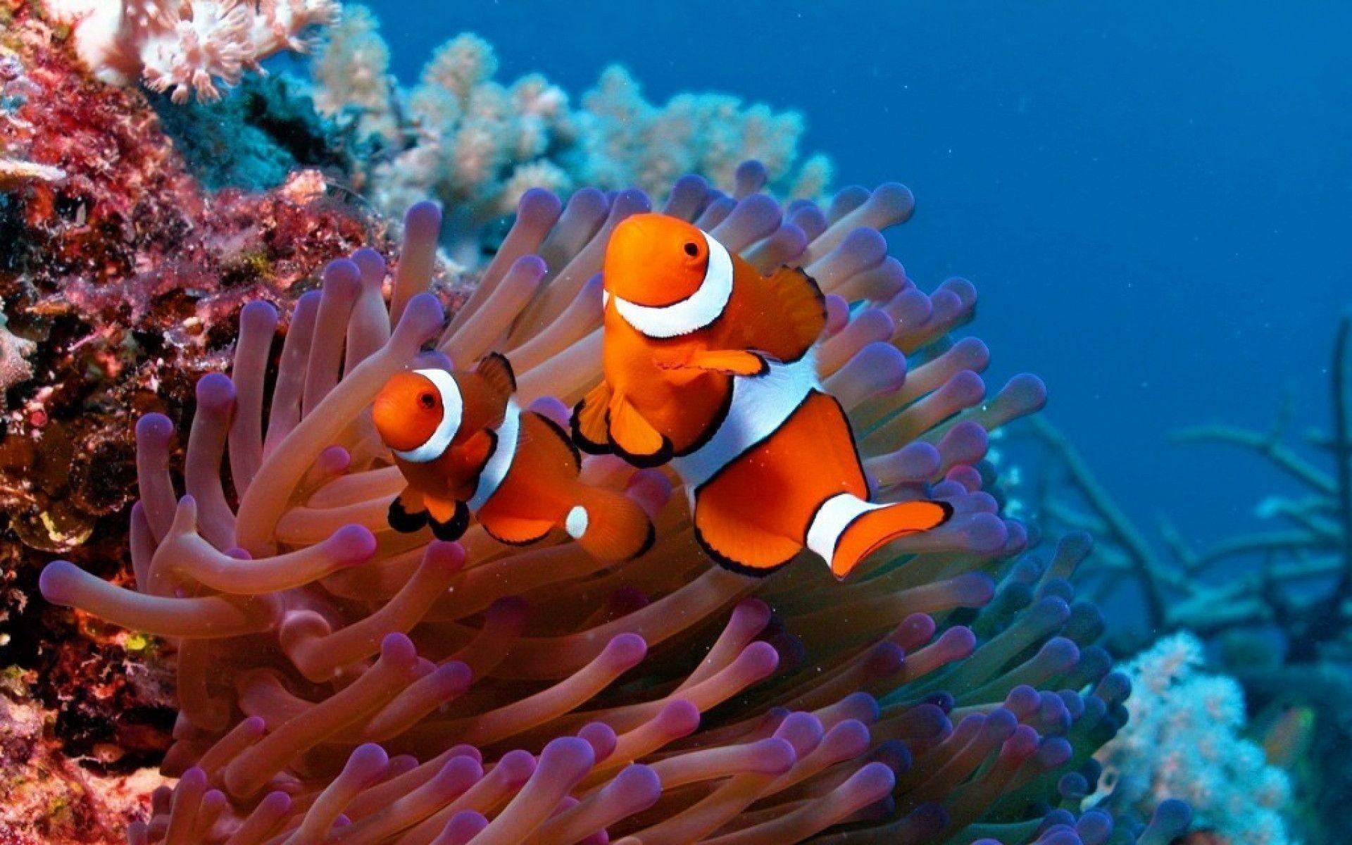 1920x1200 Discus Fish Wallpaper