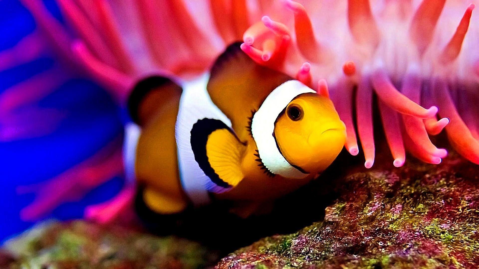 1920x1080 Tropical Fish Wallpaper