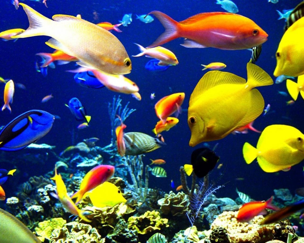 1280x1024 Fishes Wallpaper