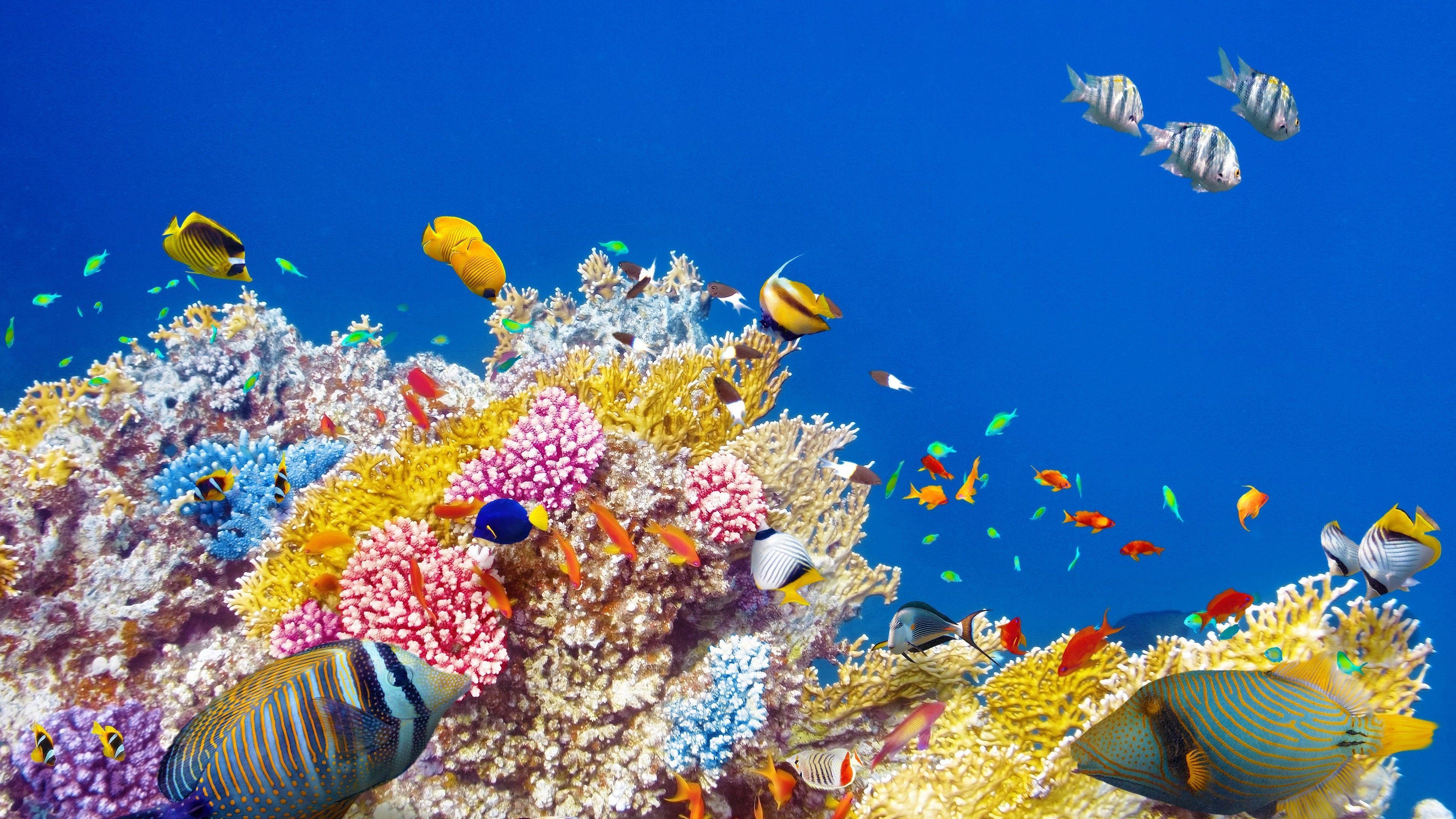 3840x2160 Tropical Fishes Wallpaper