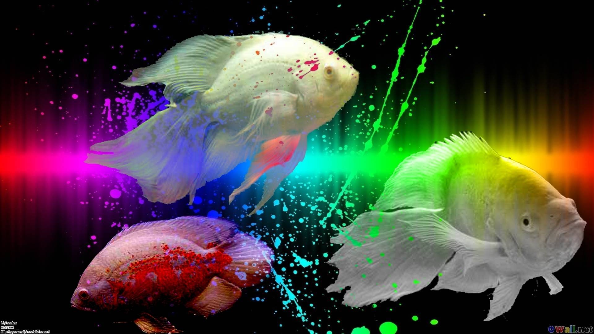 1920x1080 Fish Wallpaper
