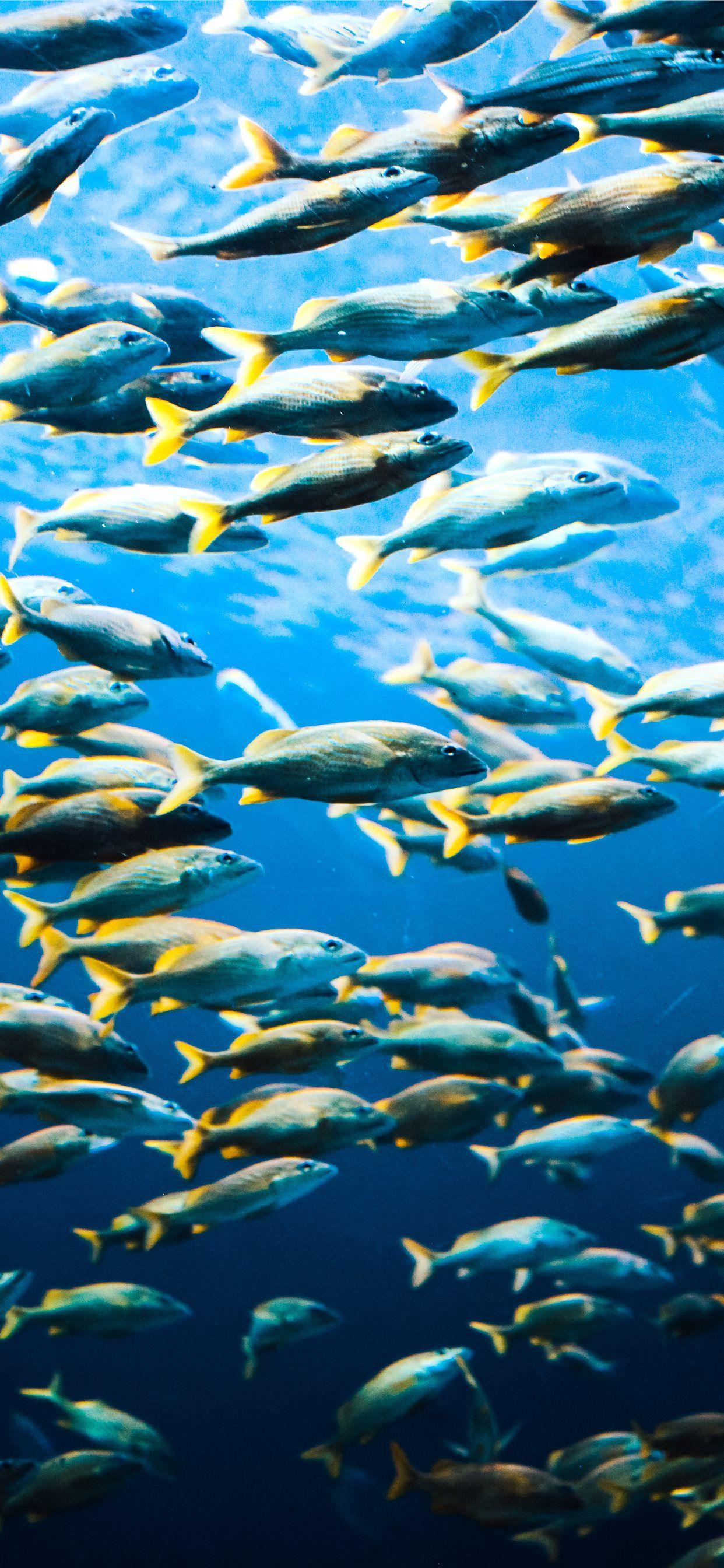 1242x2688 school of fish iPhone 11 Wallpaper Free Download
