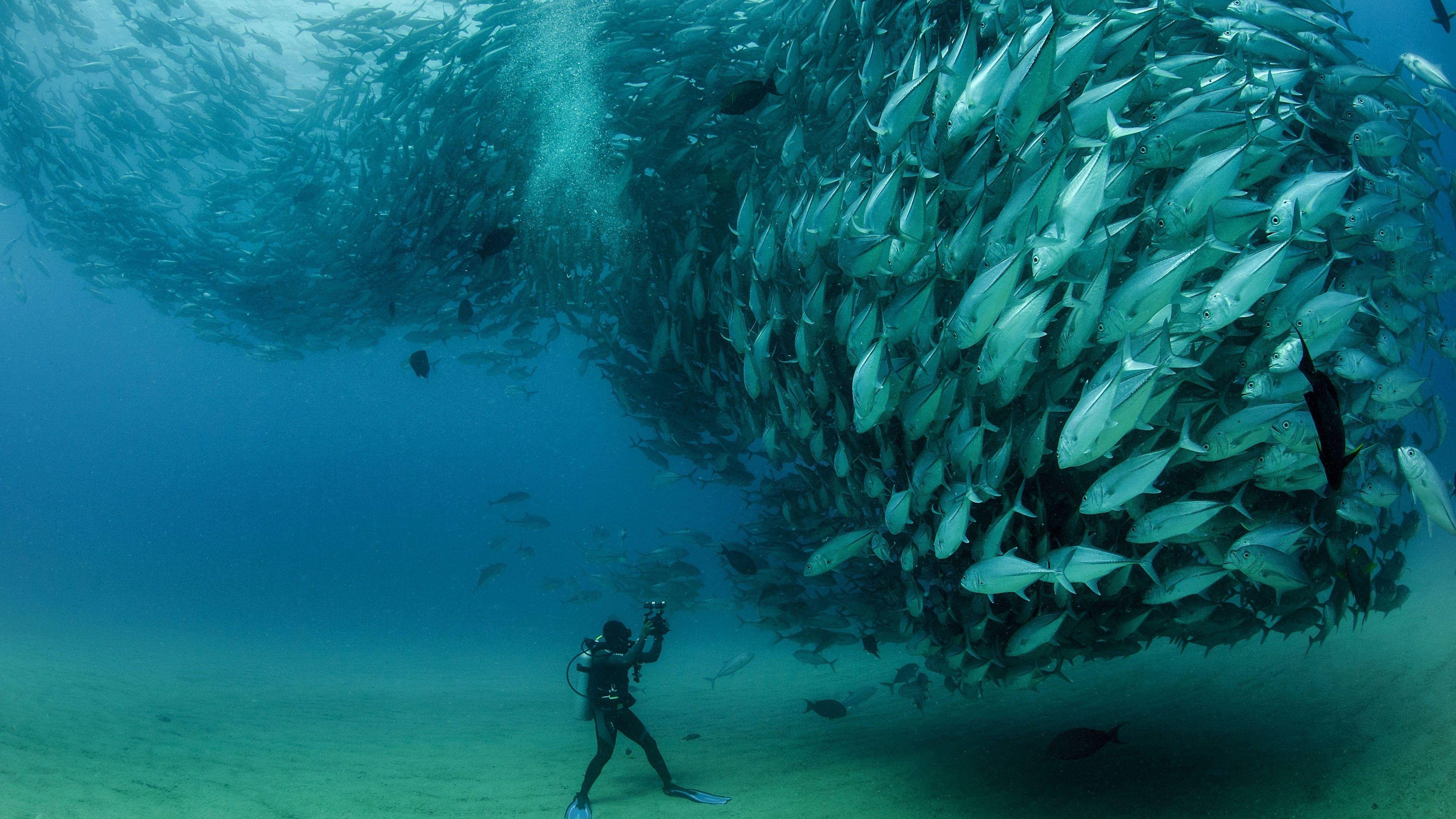 3840x2160 A lot of Fishes