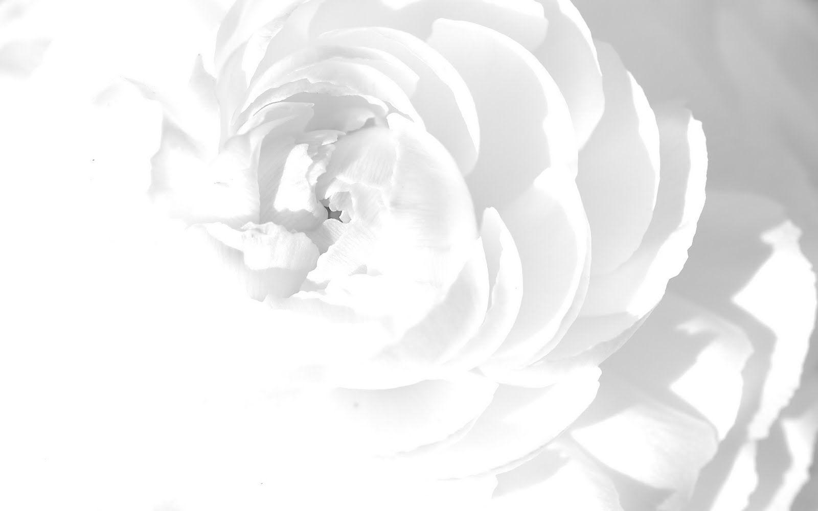 1600x1000 White Flowers Wallpaper. White flower wallpaper