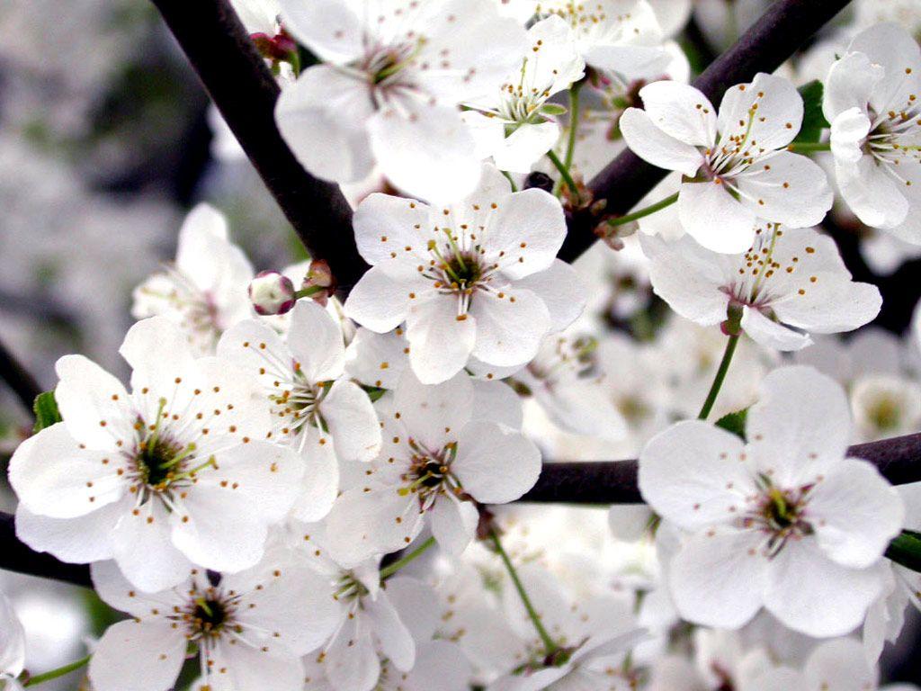 White Flowers Wallpapers - Top Free White Flowers Backgrounds -  WallpaperAccess