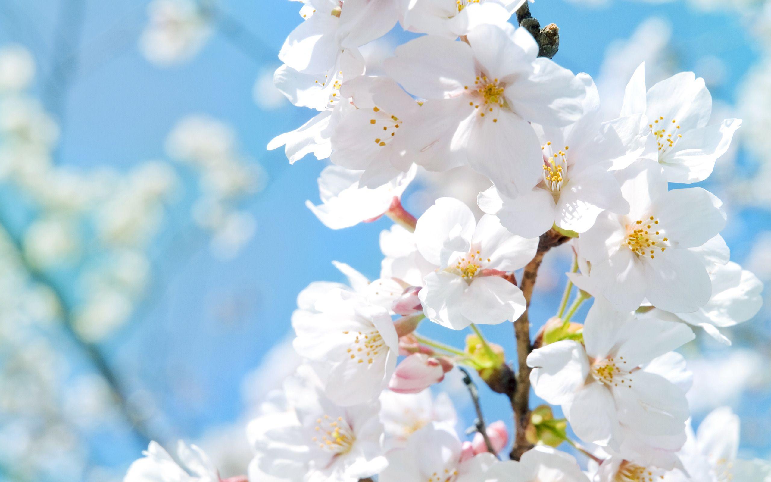 2560x1600 White Flower Wallpaper, 248.31 Kb