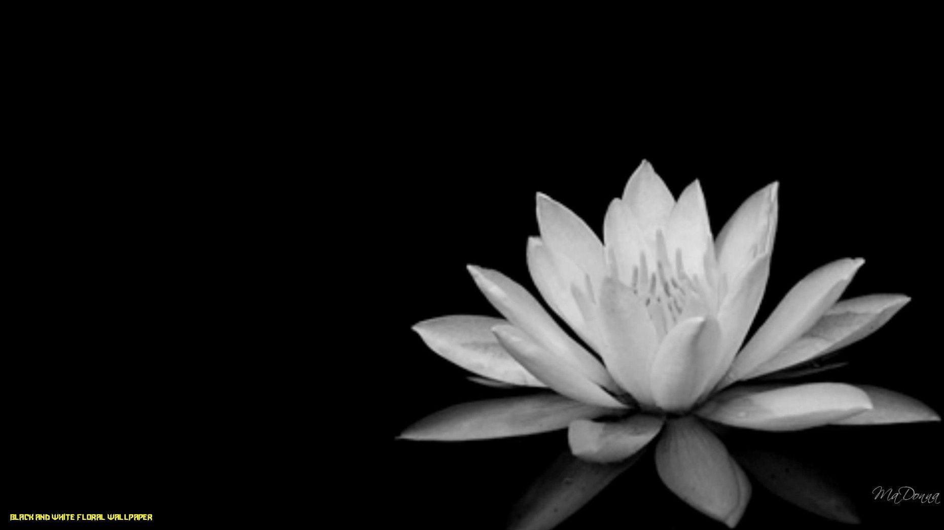 1862x1047 Black and white flowers wallpaper HD