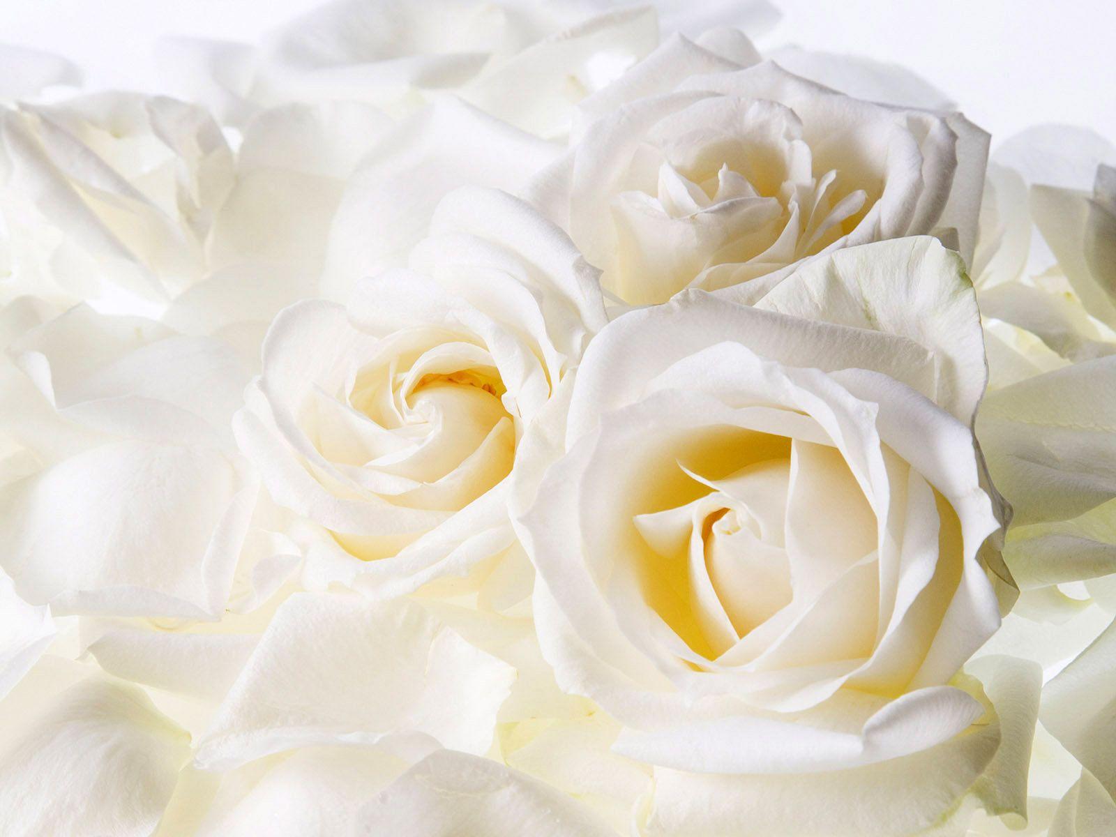 1600x1200 White Flowers Wallpaper