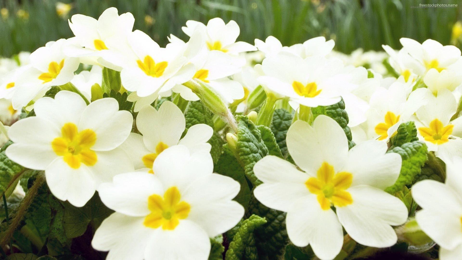 1920x1080 Jasmine Flower Wallpaper HD Background Image Pics