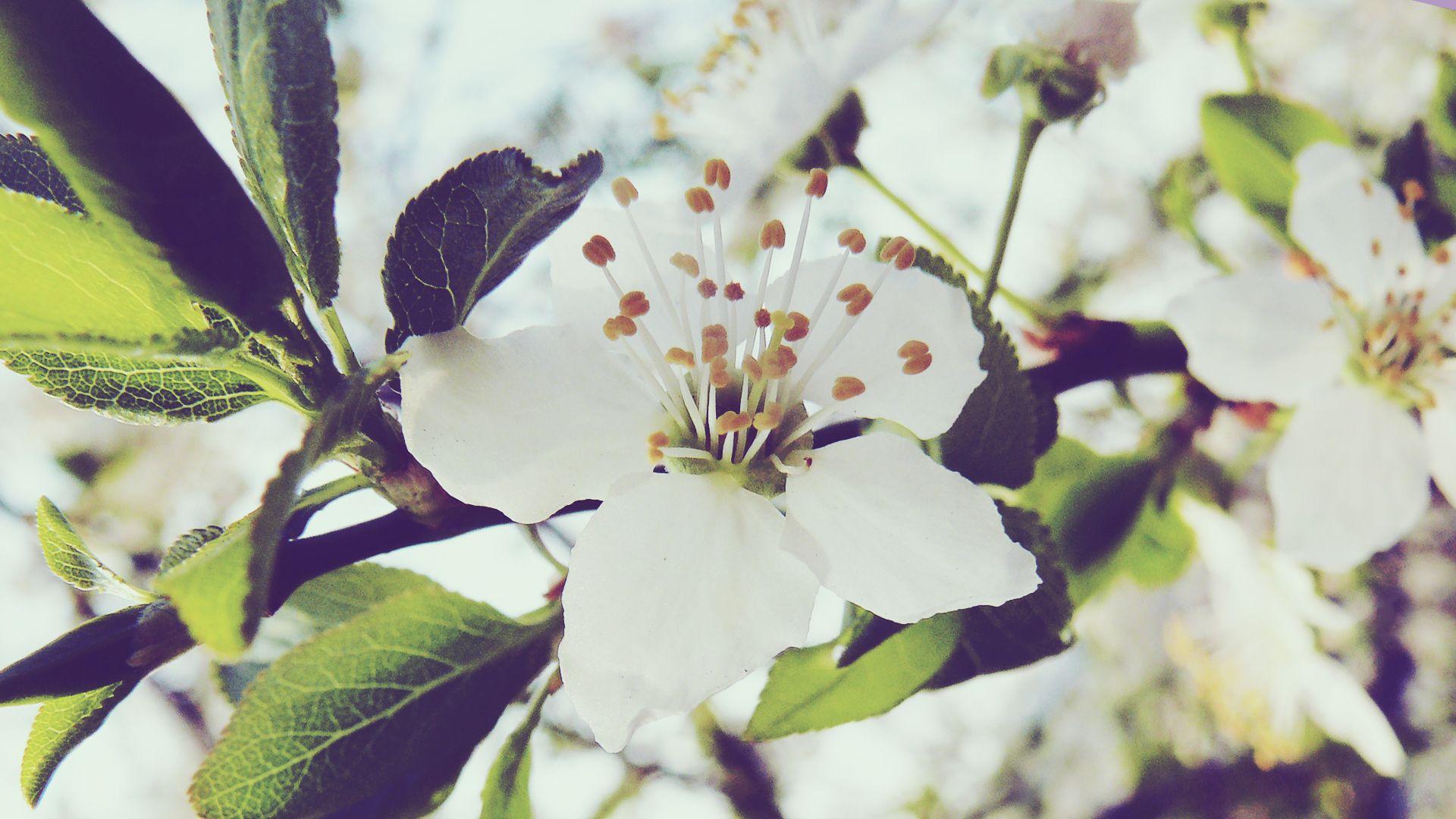 1920x1080 White Flower HD Wallpaperx1080