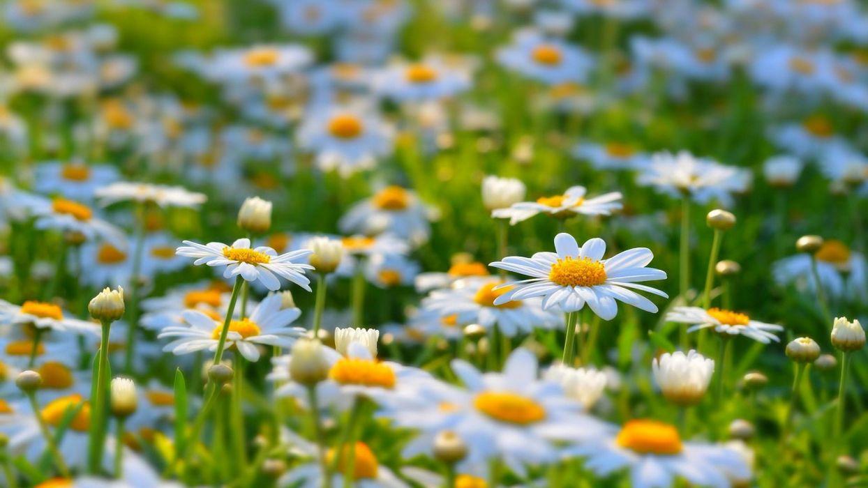 1244x700 Daisies flowers nature White Flowers wallpaperx1080