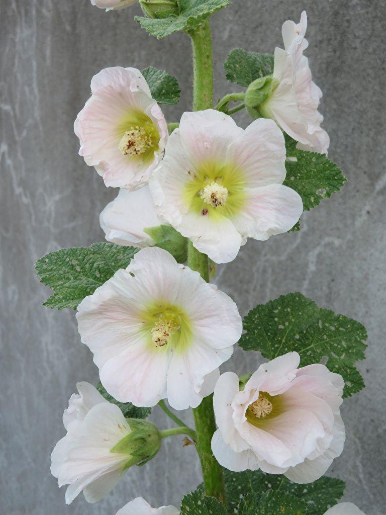 768x1024 Desktop Wallpaper White Malva flower Closeup