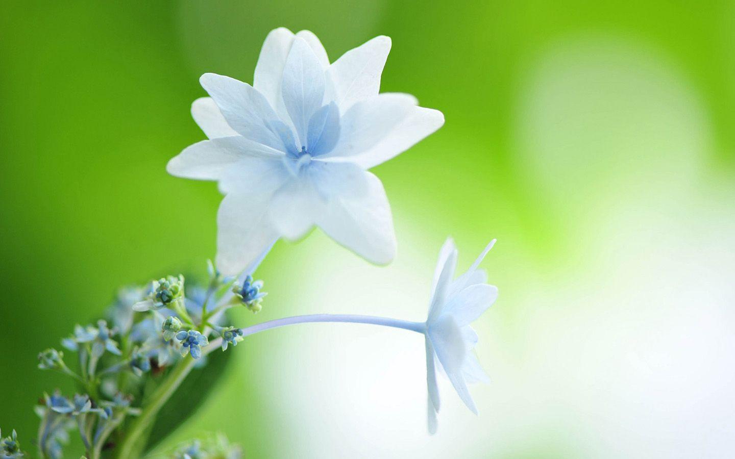 1440x900 White Flower Wallpaper 1440x900