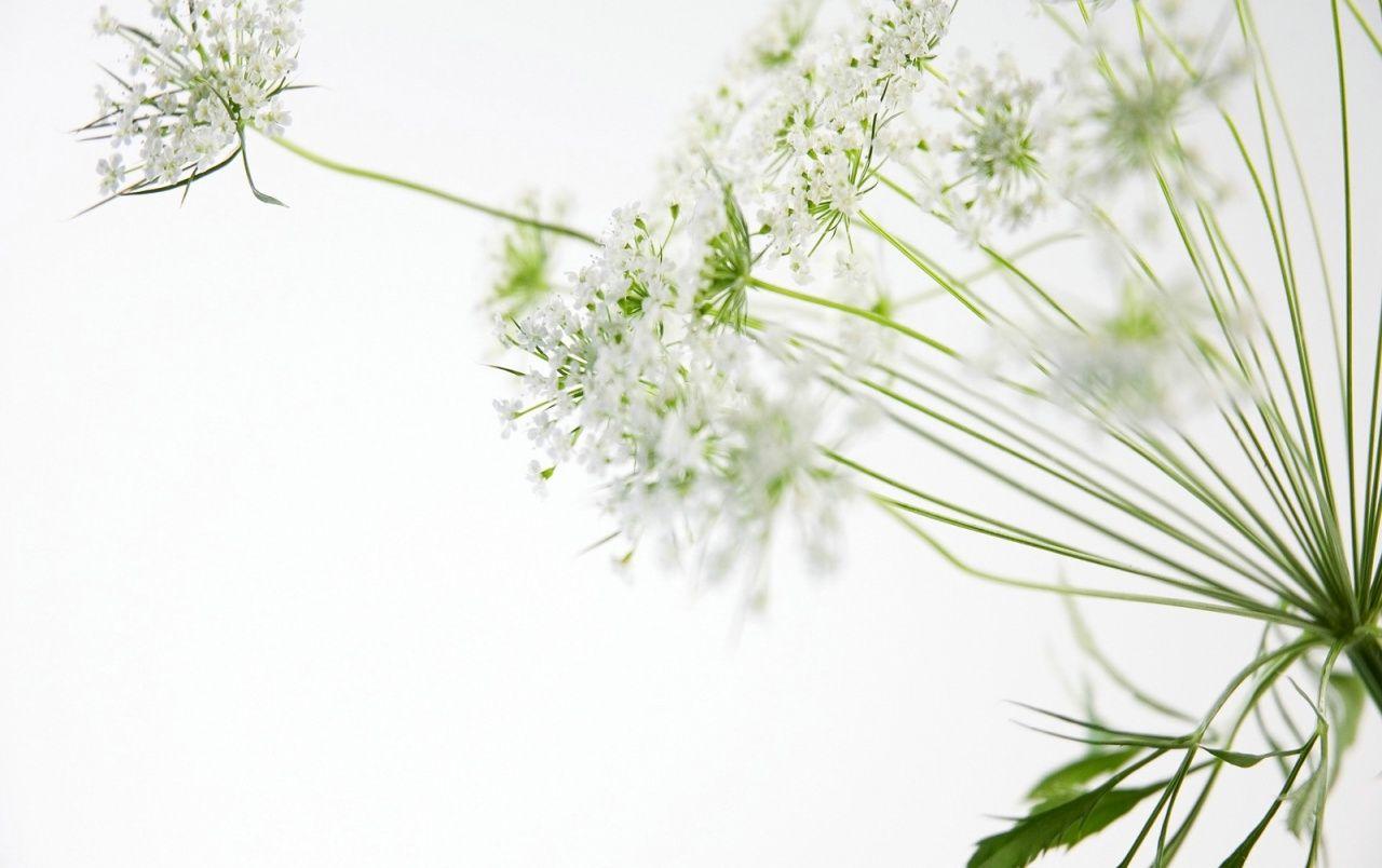 1280x804 Nice white flowers wallpaper. Nice white flowers