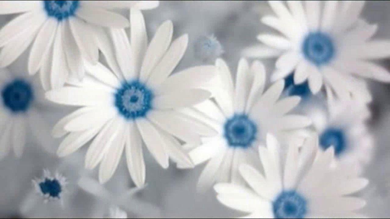1280x720 White Flowers Wallpaper Whatsapp Status Image