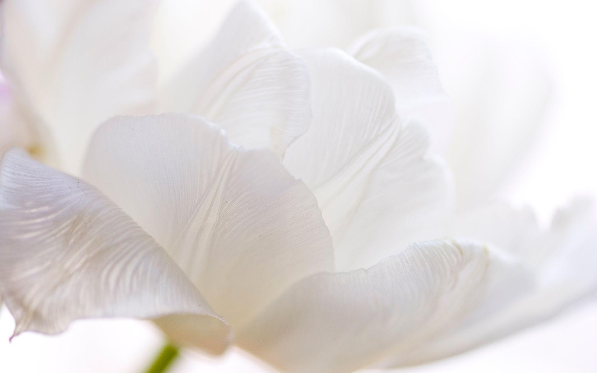 1920x1200 Free download White Flowers Wallpaper for PC Full HD Picture