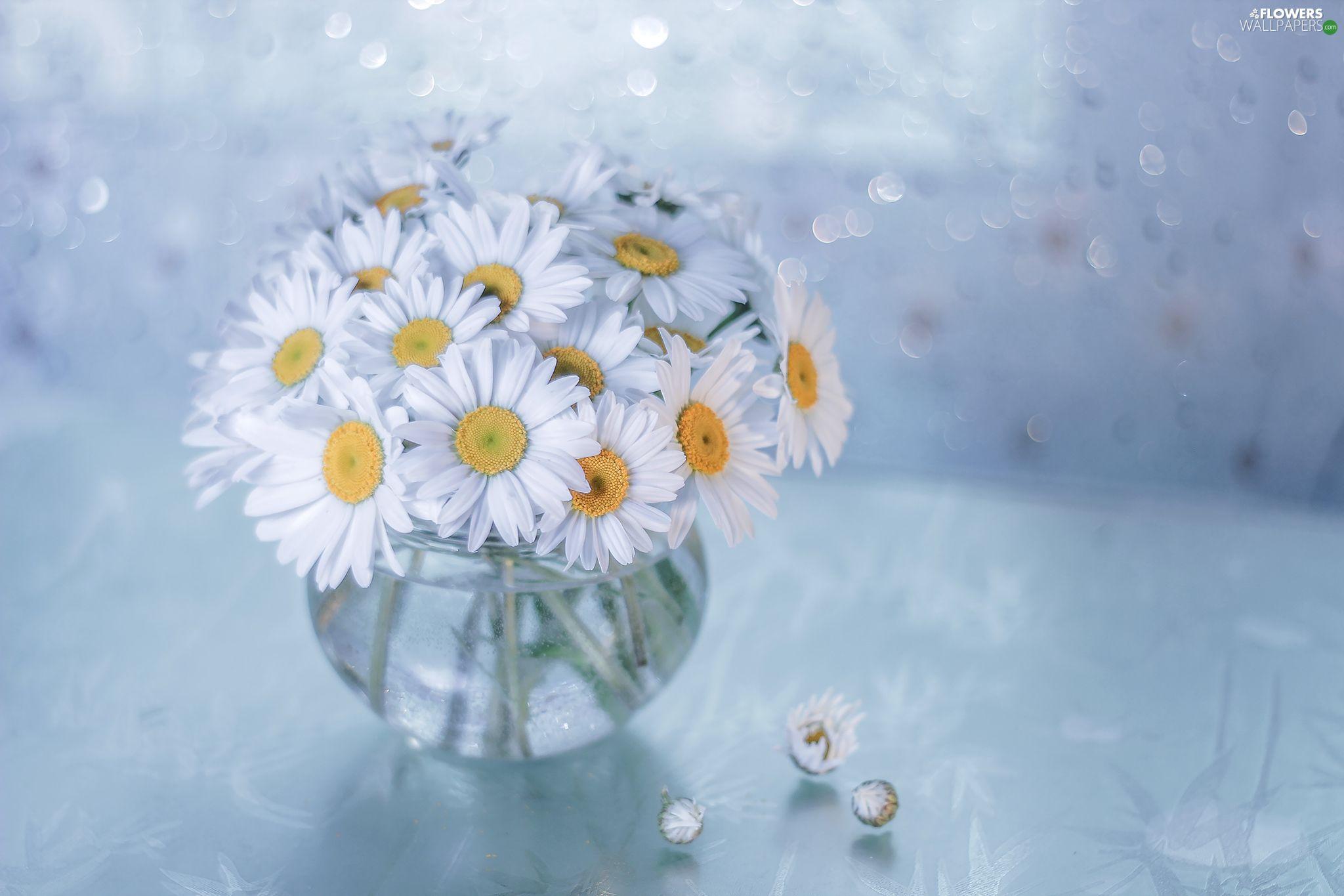 2048x1365 bouquet, vase, White, Flowers, daisy wallpaper: 2048x1365