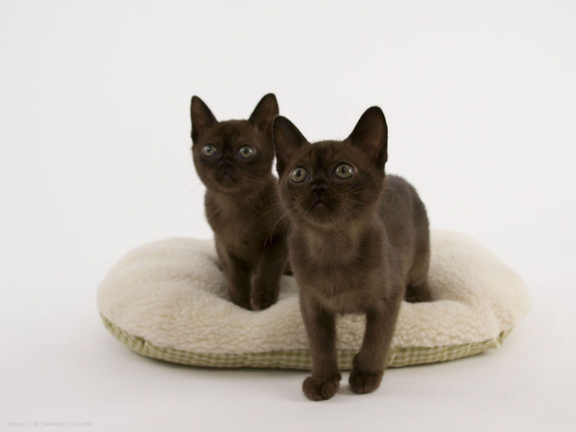 1920x1440 sable burmese wallpaper. burmese cat HD widescreen wallpaper