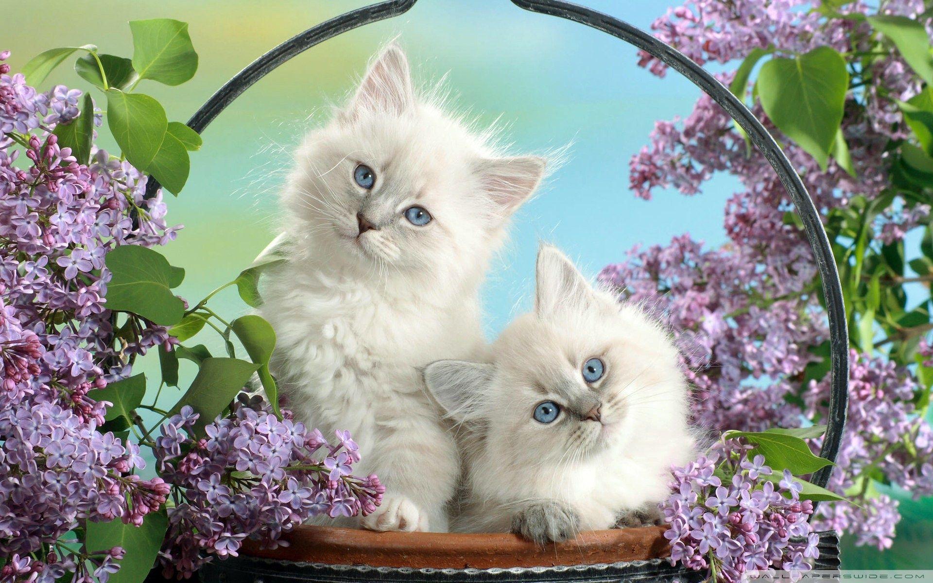 1920x1200 Beautiful Burmese Kittens ❤ 4K HD Desktop Wallpaper for 4K Ultra HD