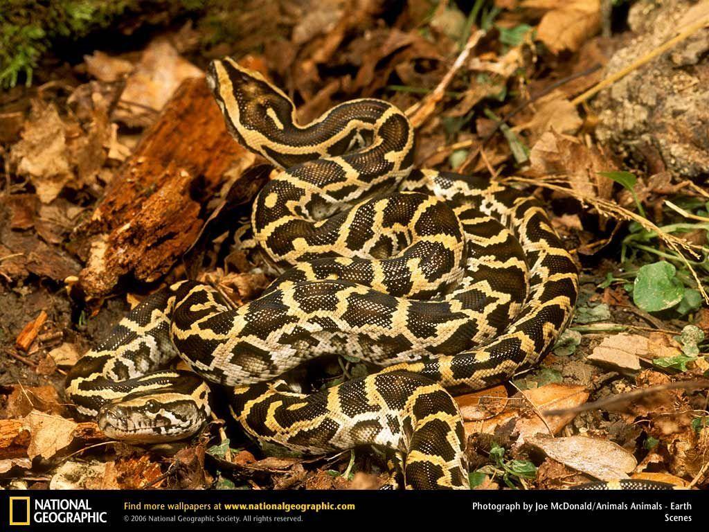 1024x768 Burmese Pythons mating. Amphibiens et reptiles