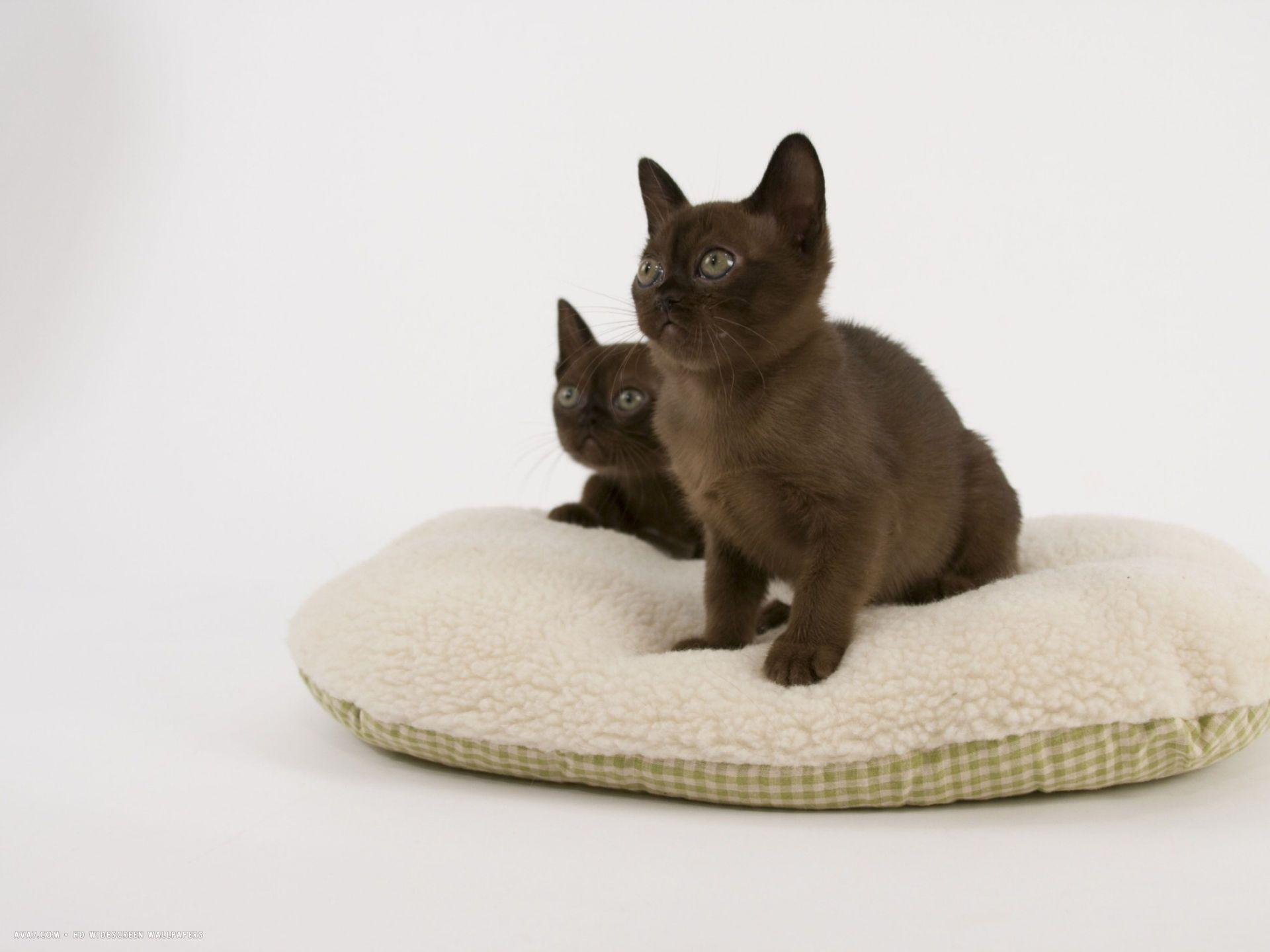 1920x1440 sable burmese desktop wallpaper. burmese cat HD widescreen wallpaper
