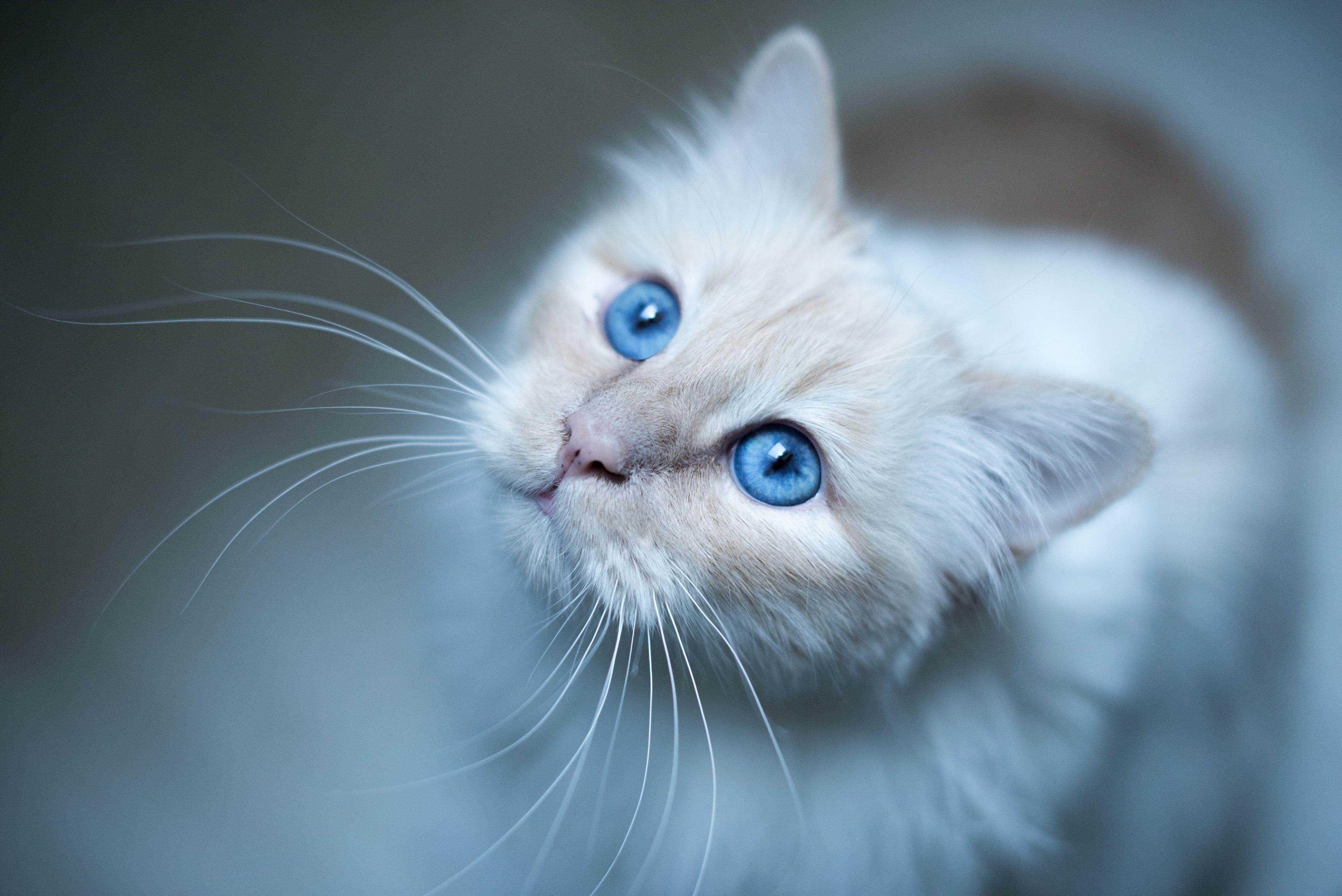 4000x2670 Burmese cat, Muzzle, Blue HD wallpaper
