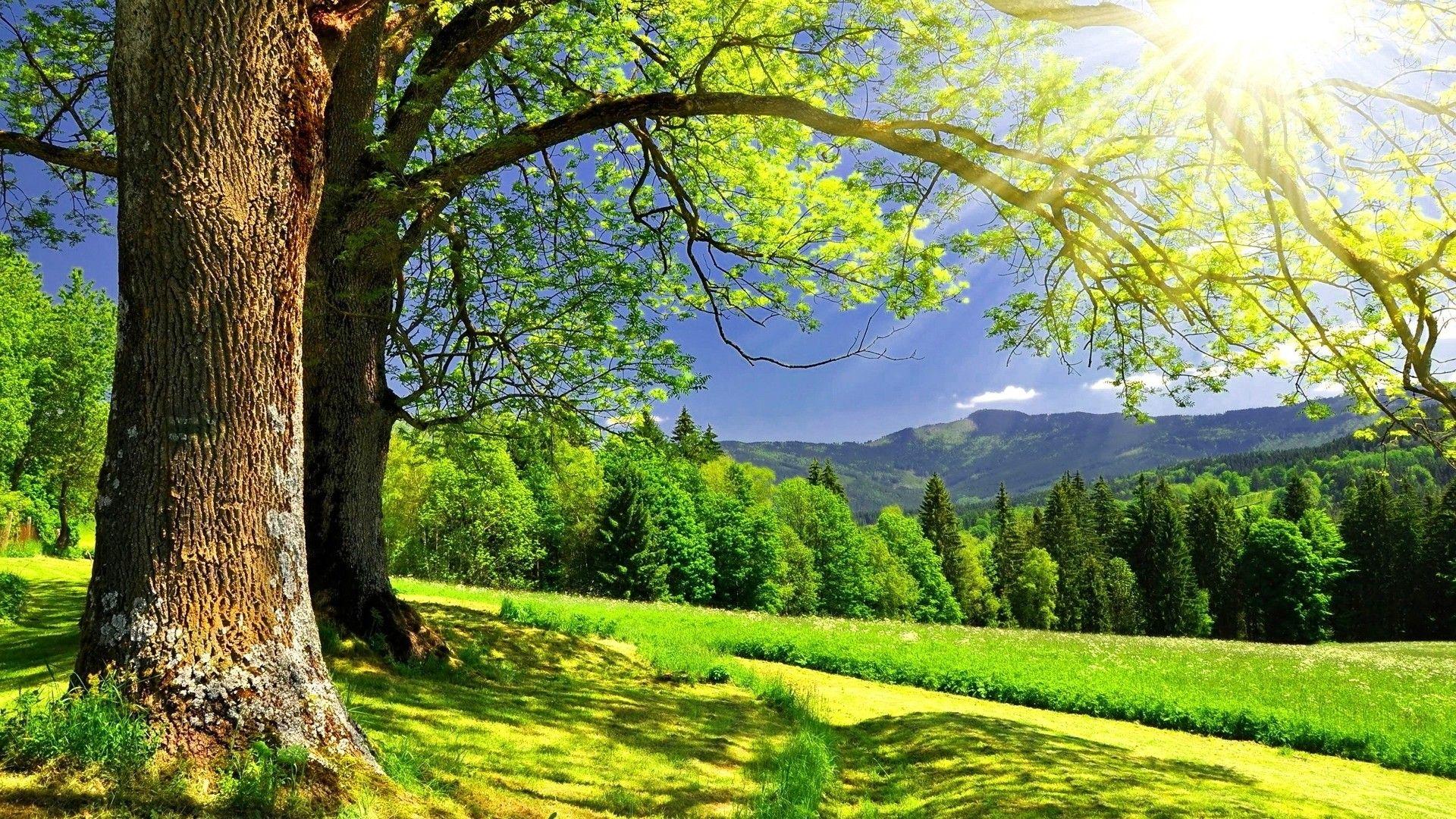 1920x1080 best Spring Time image. wallpaper