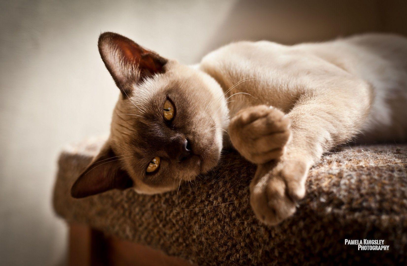 1652x1080 HD Burmese cat or Burma wallpaper. Burmese cat or Burma wallpaper