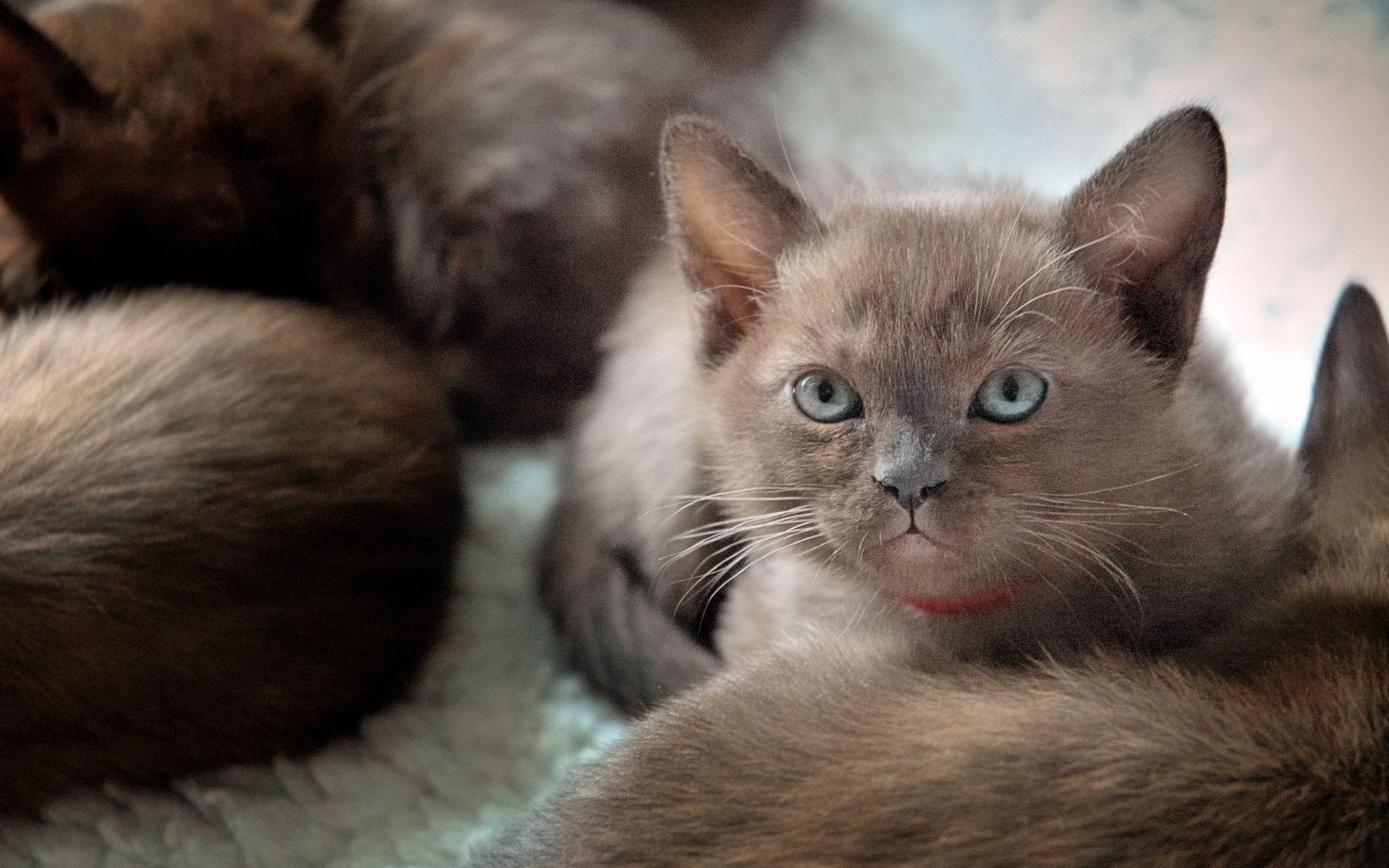 1920x1200 Britain Kitten BurmeseHD Wallpaper Top. HD Wallpaper Top