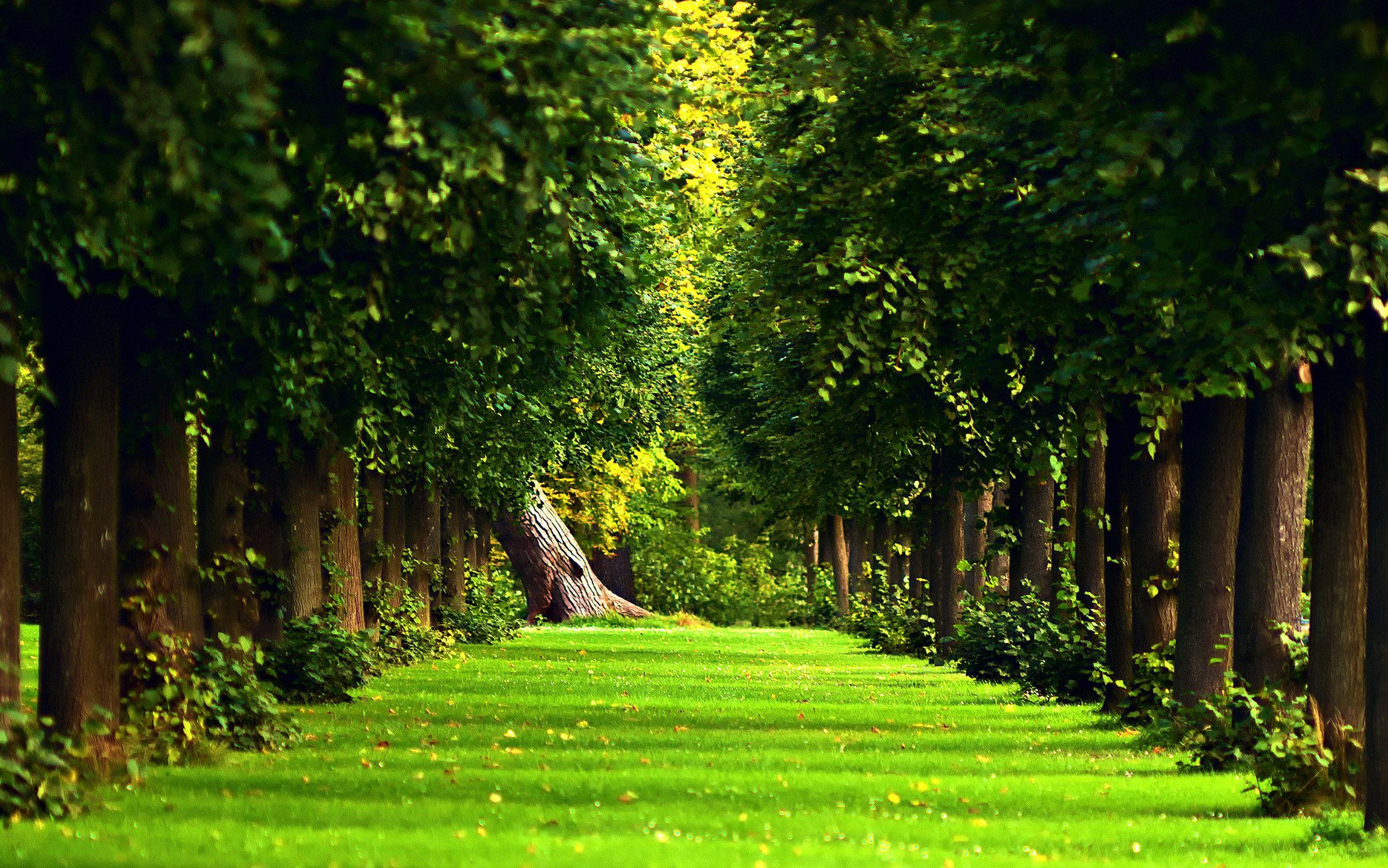 2406x1504 Beautiful Forest Wallpaper