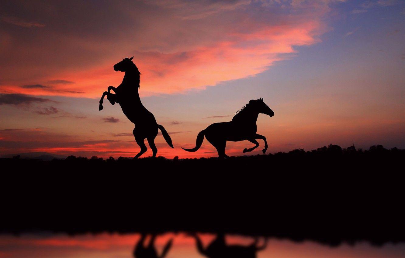 1332x850 Wallpaper freedom, sunset, horse, sunset, view, horses, picture