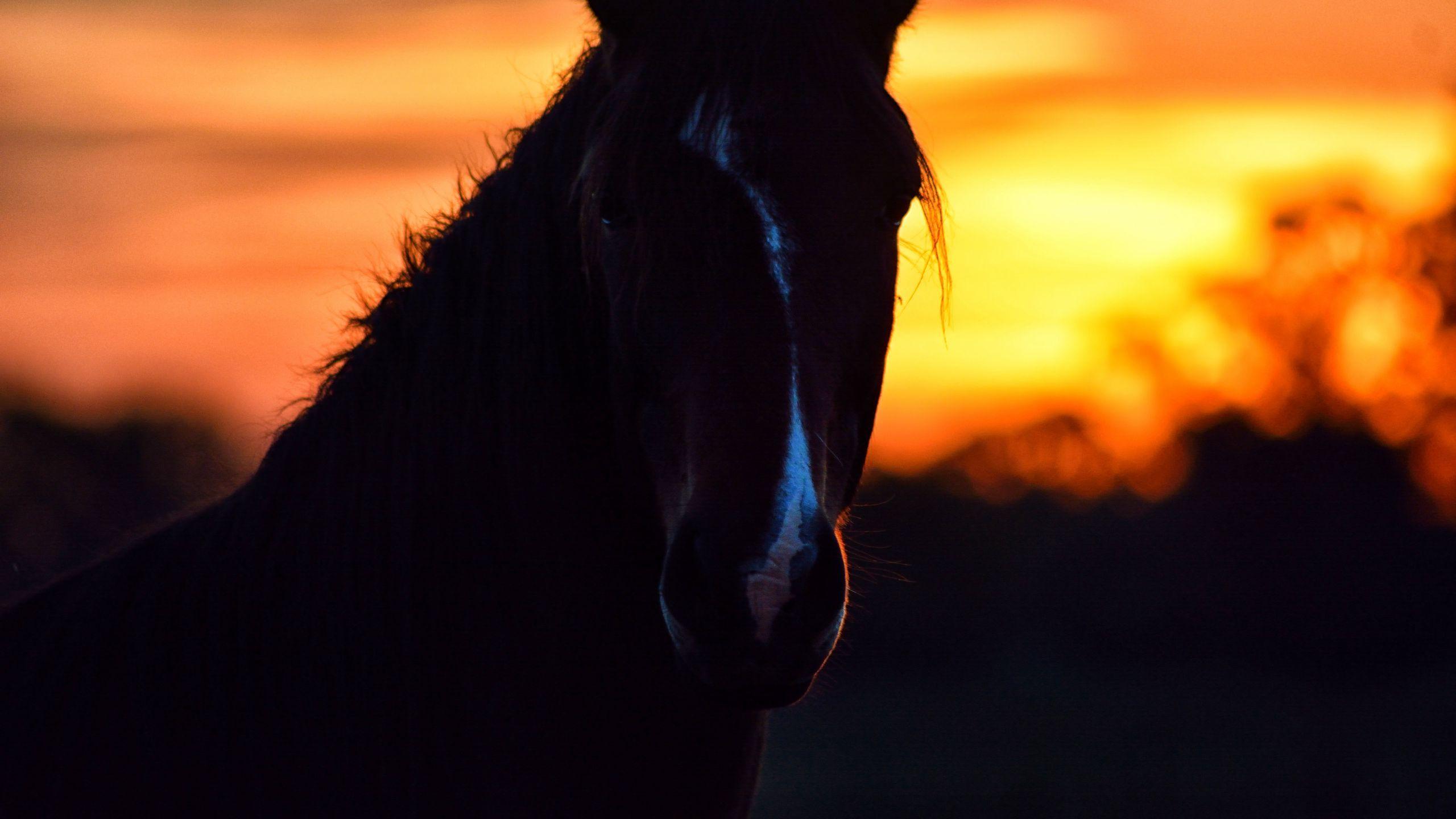 Horse on Sunset Beach by Jenna Phillips