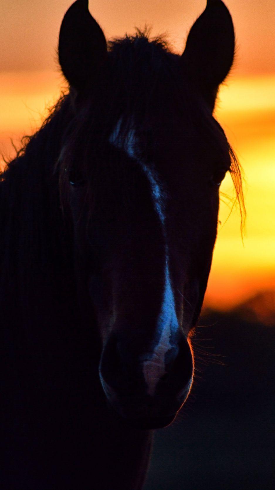 Horse Sunset Wallpapers Top Free Horse Sunset Backgrounds