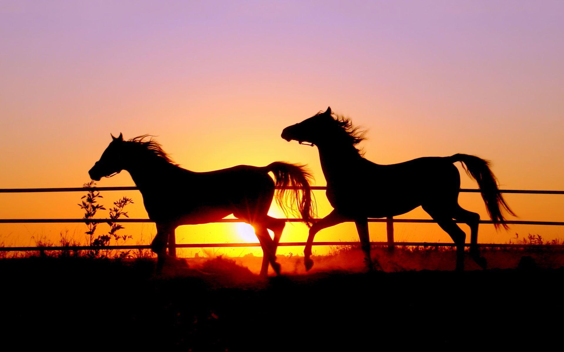 Horse Sunset Wallpapers Top Free Horse Sunset Backgrounds