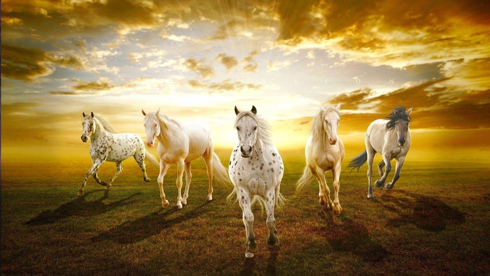 1920x1080 sunset, white, animals, horses, white horse, prairie wallpaper