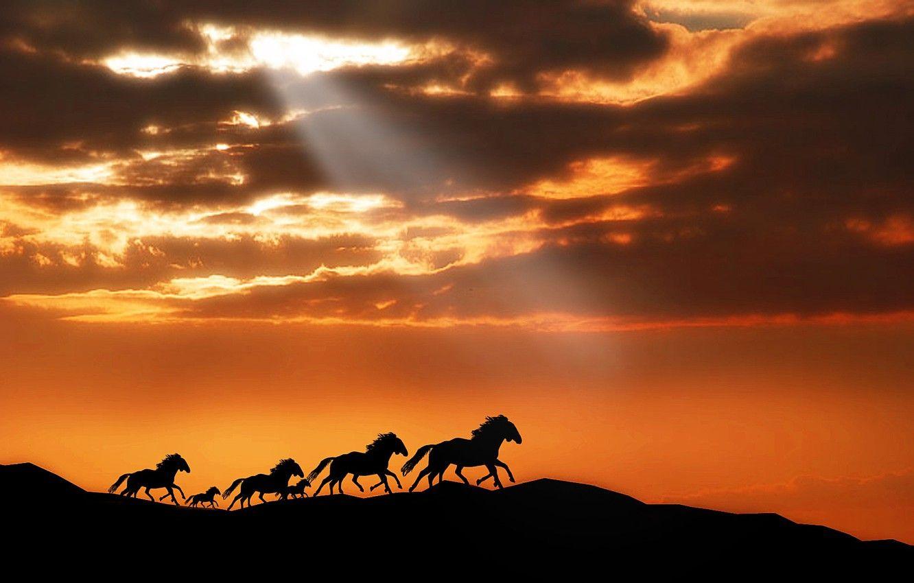 Horse Sunset Wallpapers Top Free Horse Sunset Backgrounds