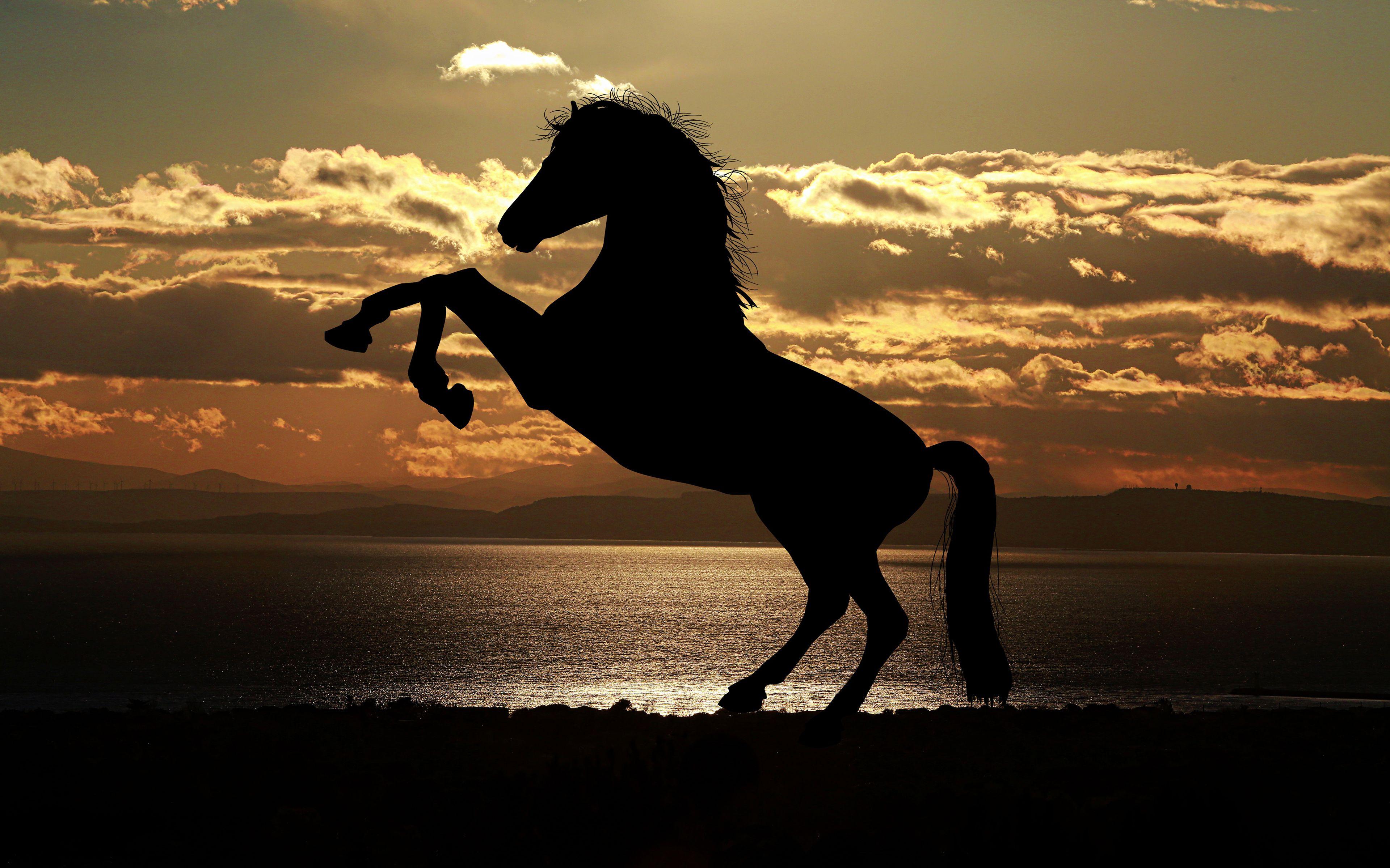 Horse Sunset 4K Wallpapers - Top Free Horse Sunset 4K Backgrounds -  WallpaperAccess