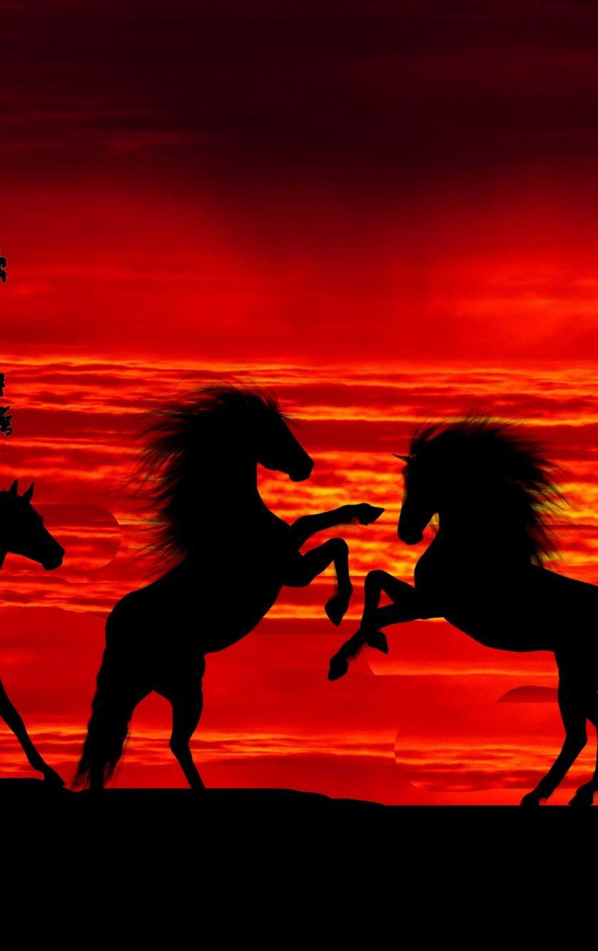 Horse Sunset Wallpapers Top Free Horse Sunset Backgrounds