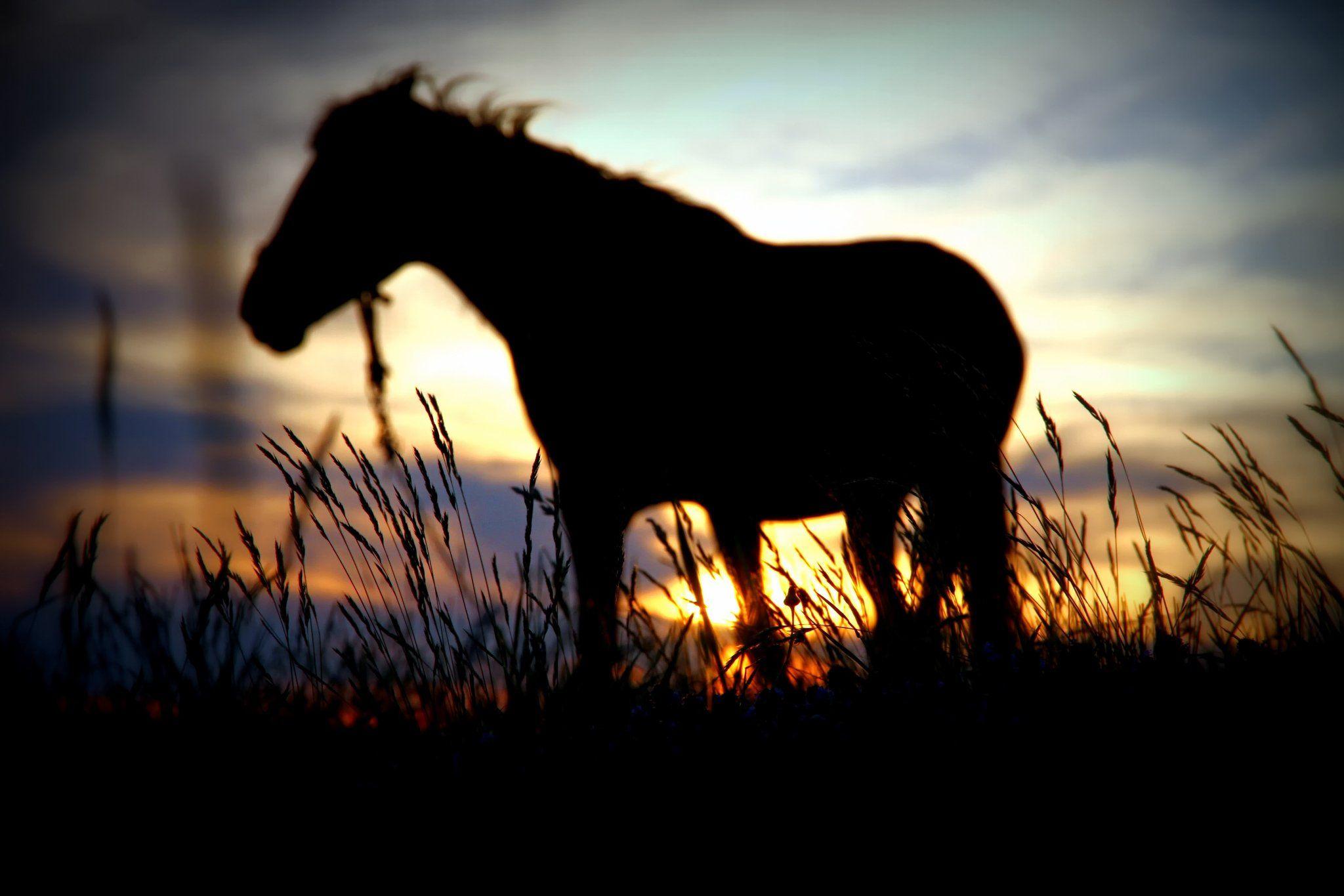 2048x1365 silhouette, Horse, Sun, Degradation, Sunset Wallpaper HD