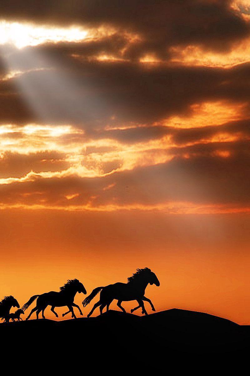 Horse Sunset Wallpapers Top Free Horse Sunset Backgrounds
